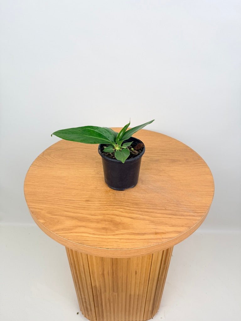anthurium pendulifolium for sale Anthurium Pendulifolium x Cubense - Big Bill | Uprooted