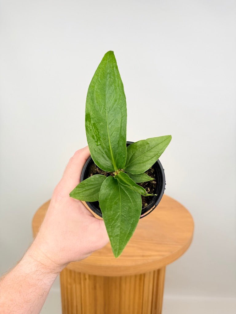 Anthurium Pendulifolium x Cubense - Big Bill | Uprooted