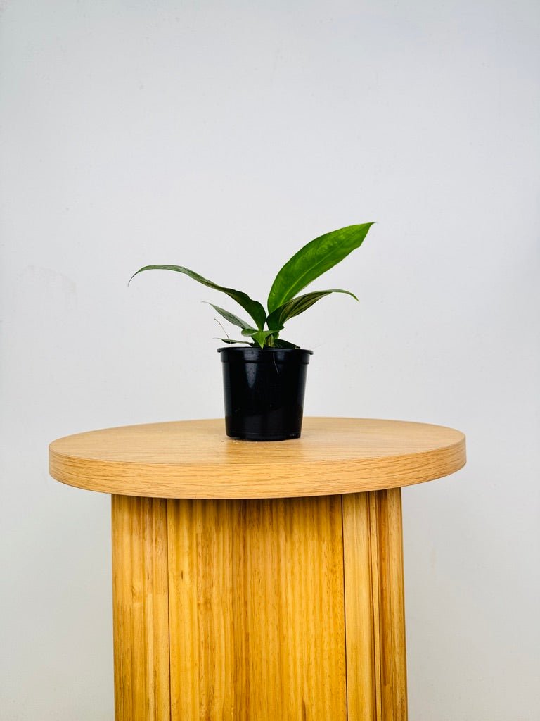 anthurium cubense Anthurium Pendulifolium x Cubense - Big Bill | Uprooted