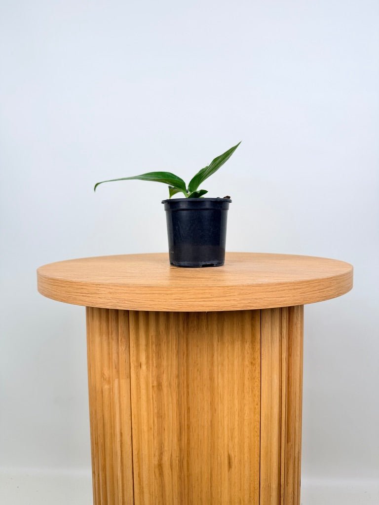 Anthurium Pendulifolium x Cubense - Big Bill | Uprooted