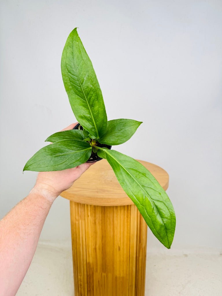 anthurium pendulifolium nse Anthurium Pendulifolium x Cubense - Big Bill | Uprooted