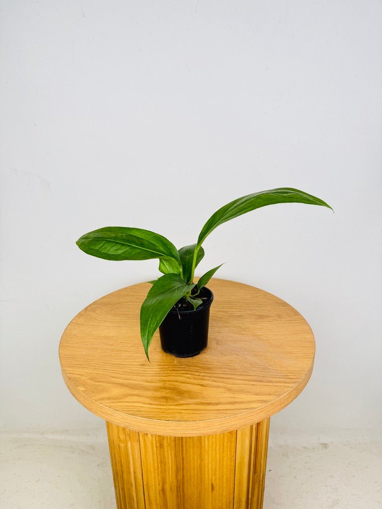 anthurium big bill for sale Anthurium Pendulifolium x Cubense - Big Bill | Uprooted