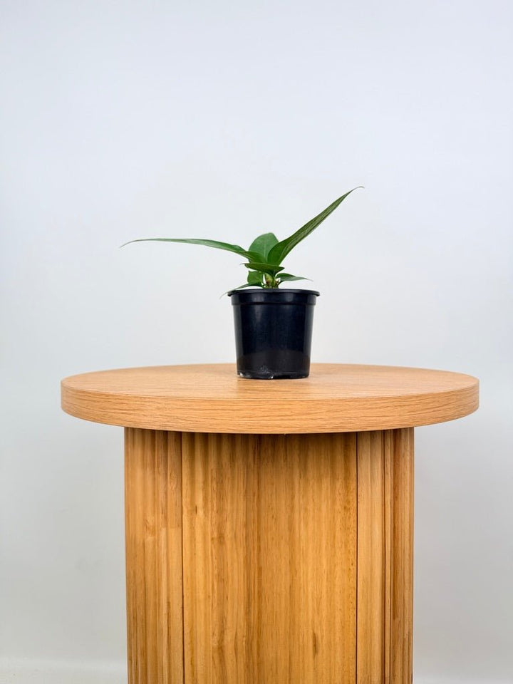 Anthurium Pendulifolium x Cubense - Big Bill | Uprooted