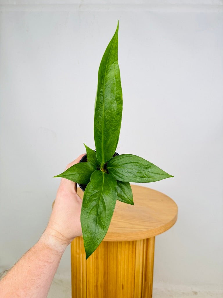 anthurium cubense Anthurium Pendulifolium x Cubense - Big Bill | Uprooted
