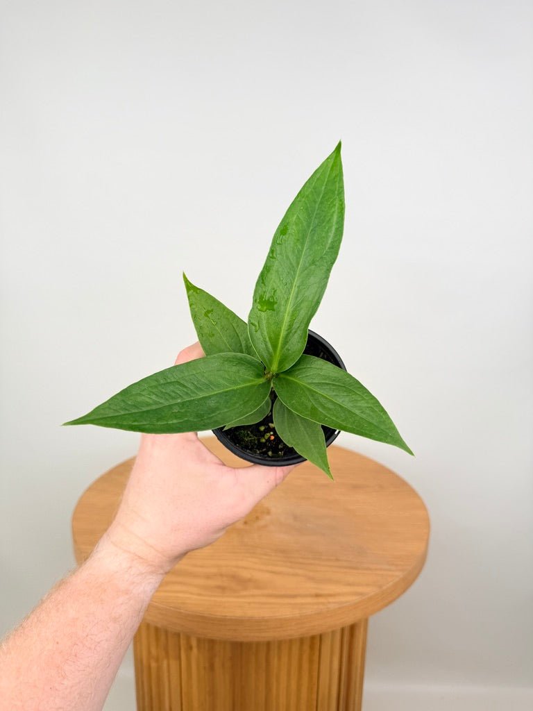Anthurium Pendulifolium x Cubense - Big Bill | Uprooted