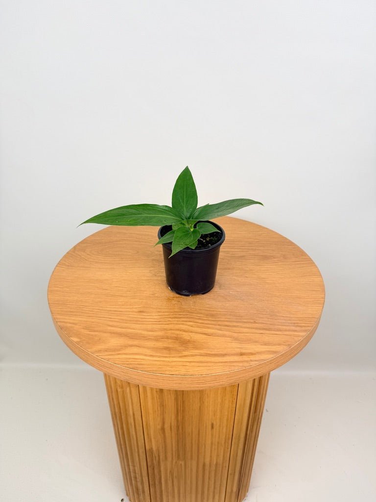 Anthurium Pendulifolium x Cubense - Big Bill | Uprooted