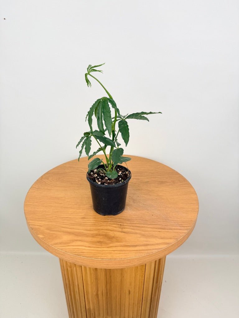 Anthurium Polyschistum | Uprooted