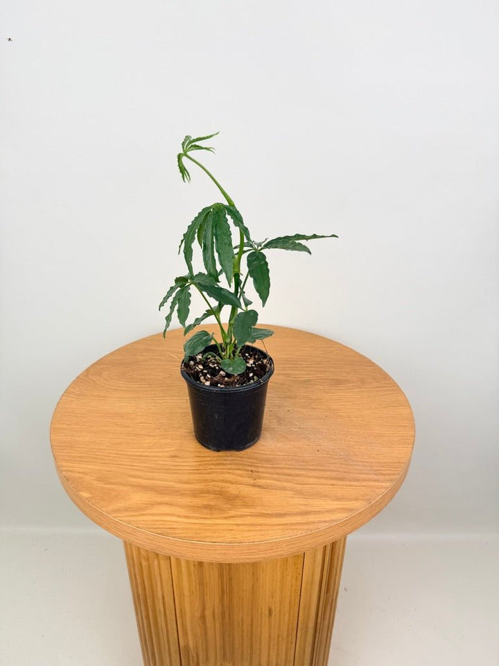 Anthurium Polyschistum | Uprooted