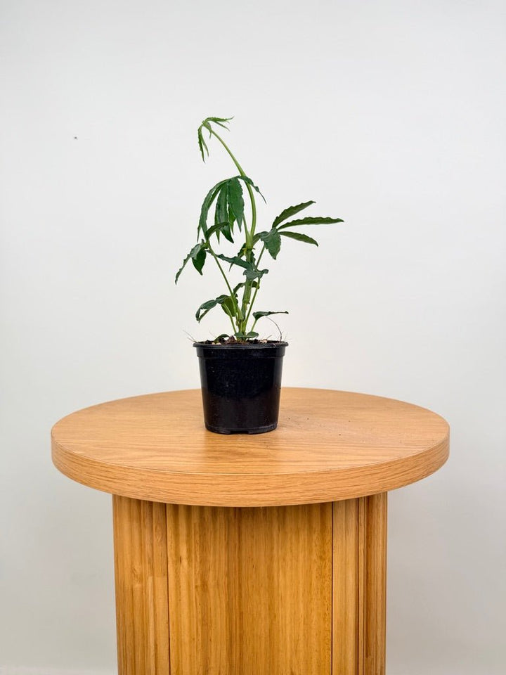 Anthurium Polyschistum | Uprooted