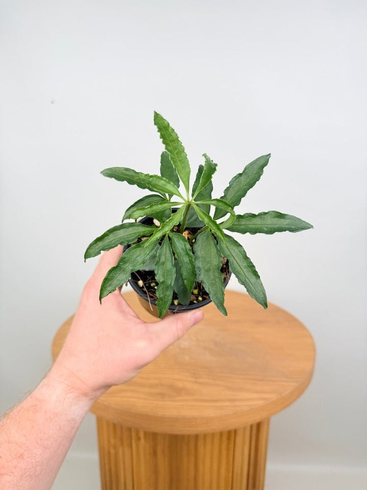 Anthurium Polyschistum | Uprooted