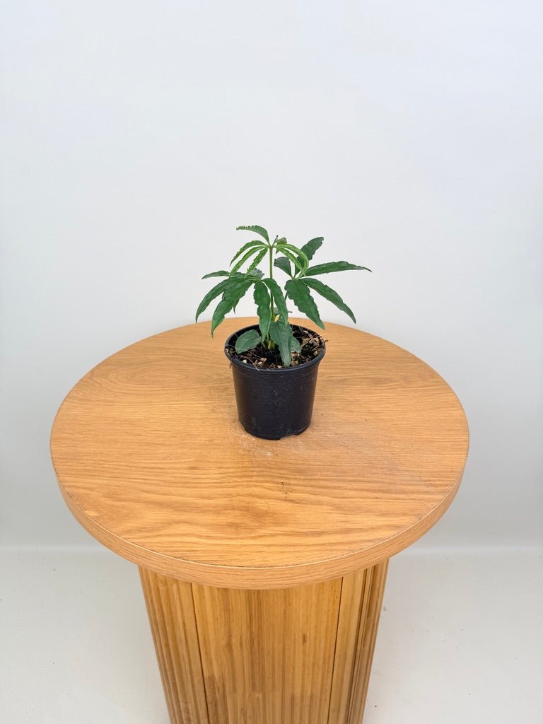 Anthurium Polyschistum | Uprooted