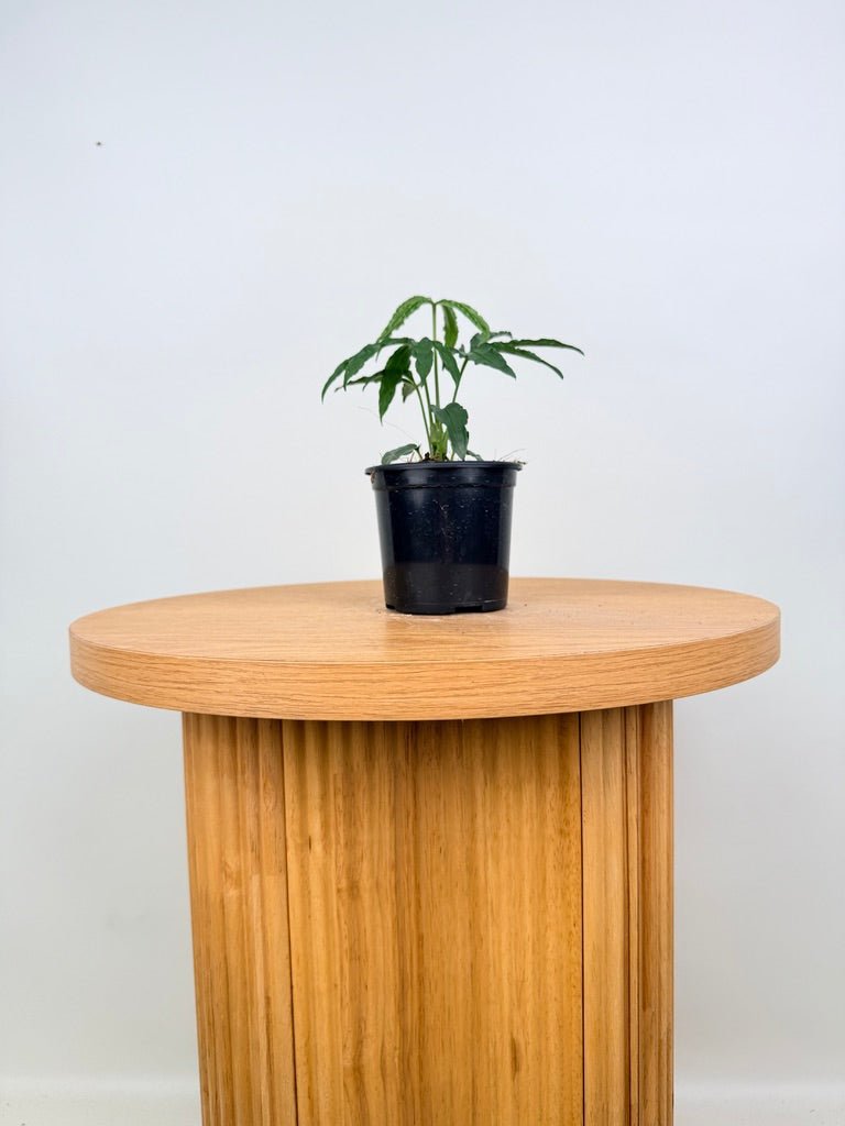 Anthurium Polyschistum | Uprooted