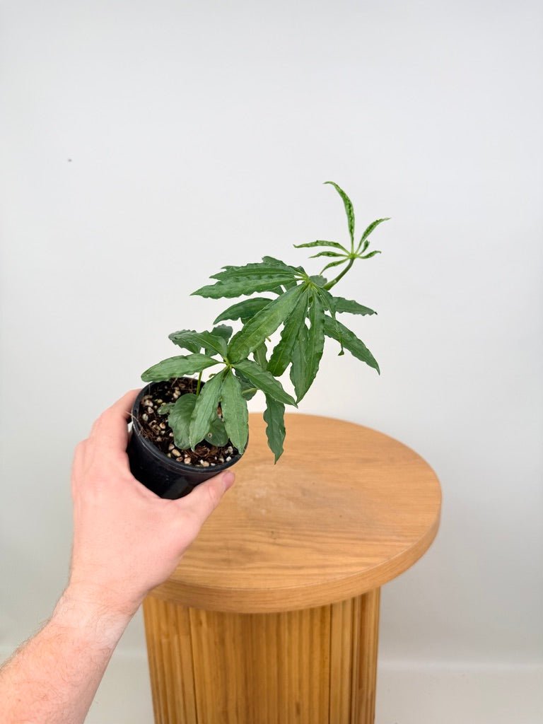 Anthurium Polyschistum | Uprooted