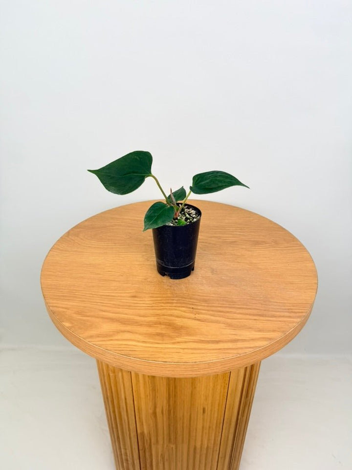 Anthurium Portillae | Uprooted
