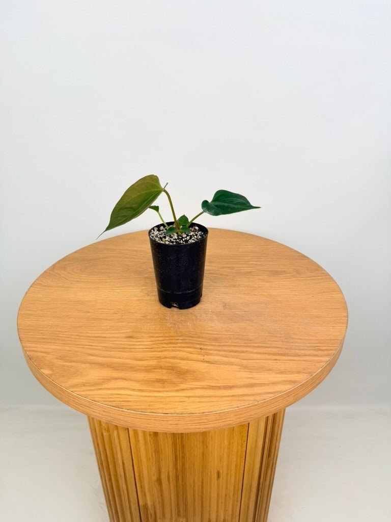 Anthurium Portillae | Uprooted