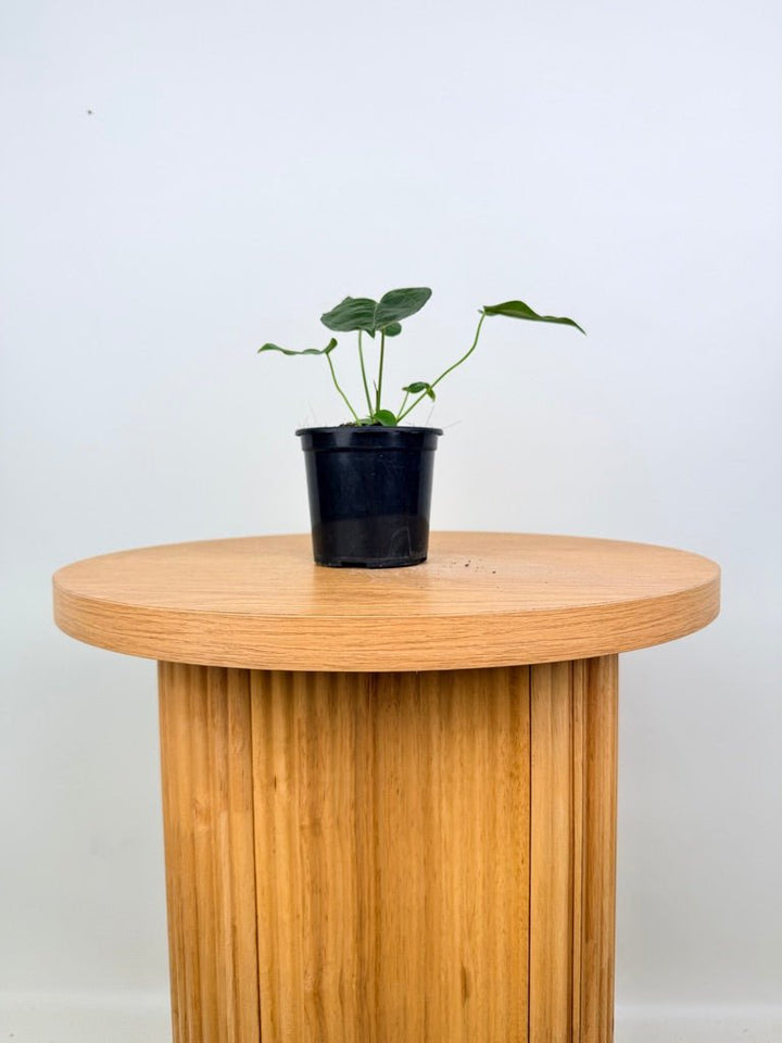 Anthurium Queen Of Hearts | Uprooted