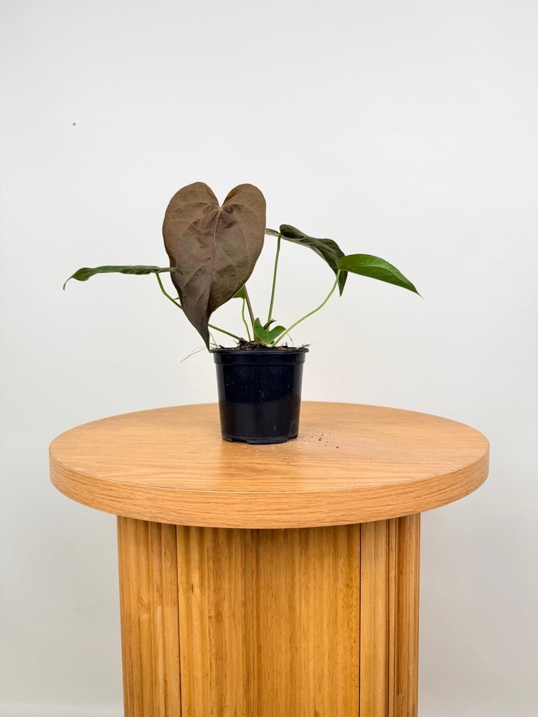 Anthurium Queen Of Hearts | Uprooted
