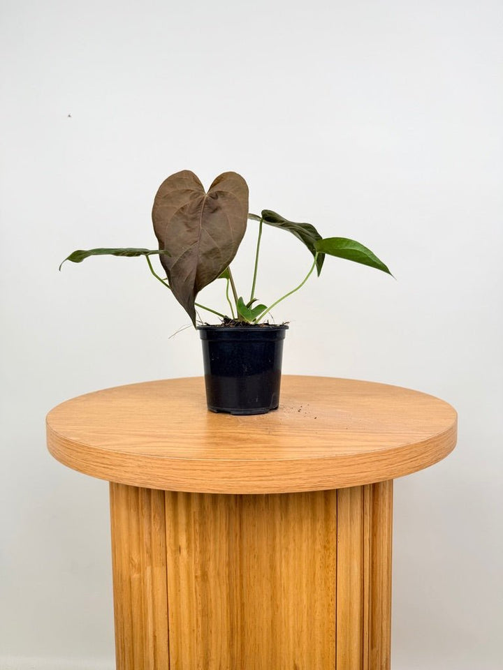 Anthurium Queen Of Hearts | Uprooted