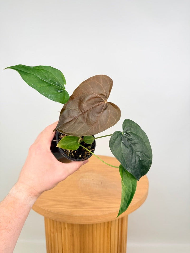 Anthurium Queen Of Hearts | Uprooted