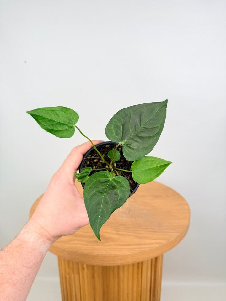 Anthurium Queen Of Hearts | Uprooted