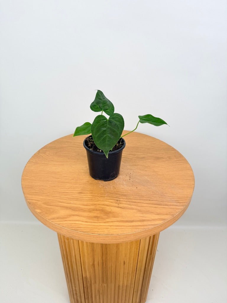 Anthurium Queen Of Hearts | Uprooted