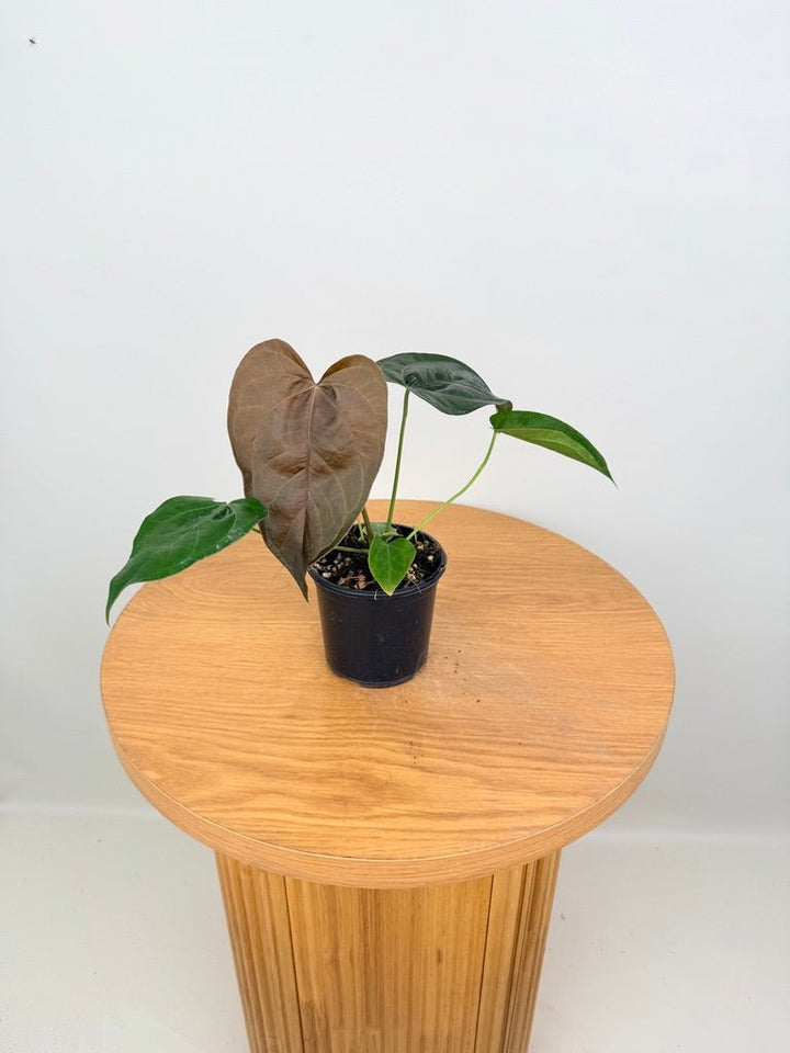 Anthurium Queen Of Hearts | Uprooted