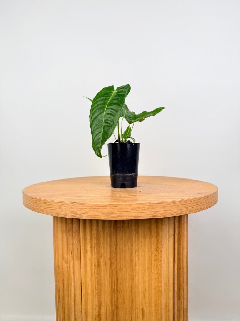 Anthurium Veitchii | Uprooted