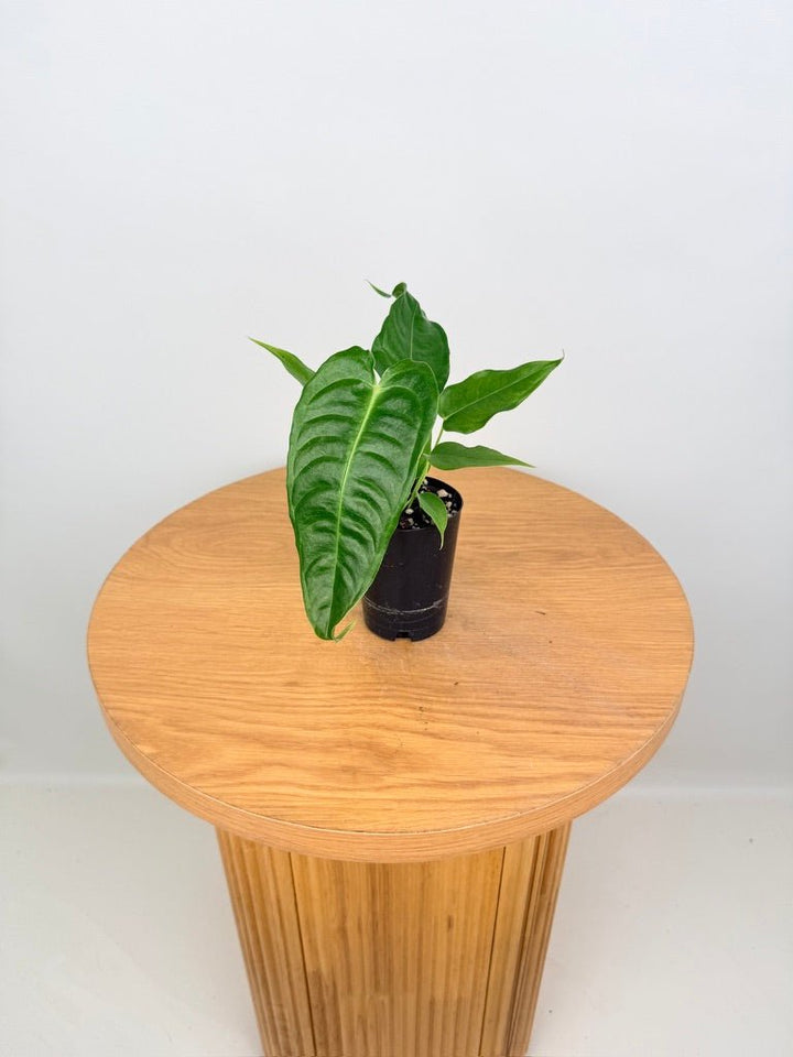 Anthurium Veitchii | Uprooted