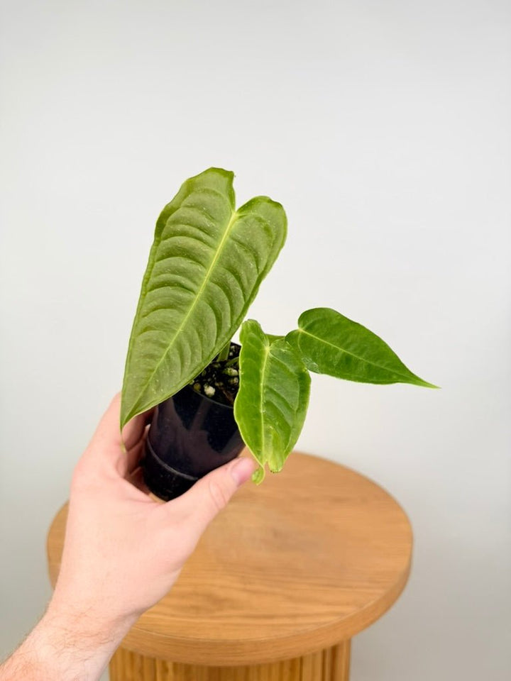 Anthurium Veitchii | Uprooted