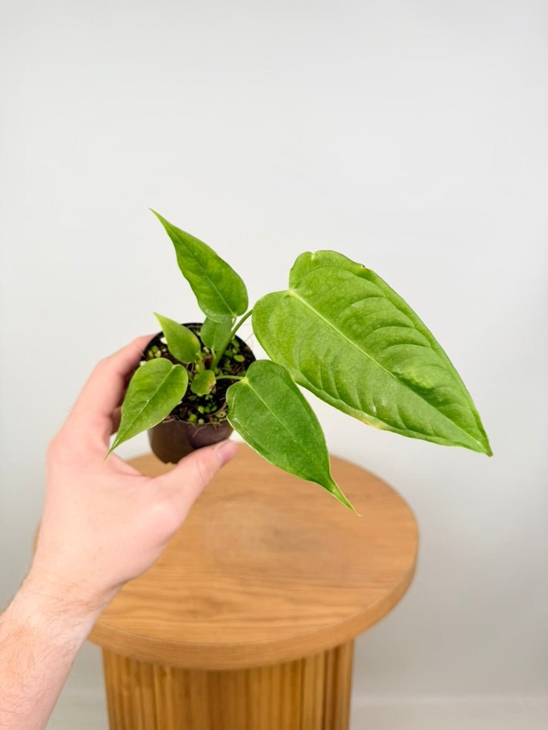 Anthurium Veitchii | Uprooted