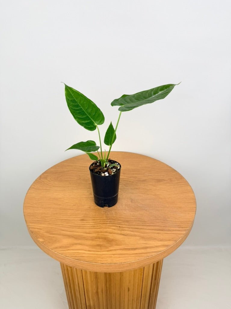Anthurium Veitchii | Uprooted