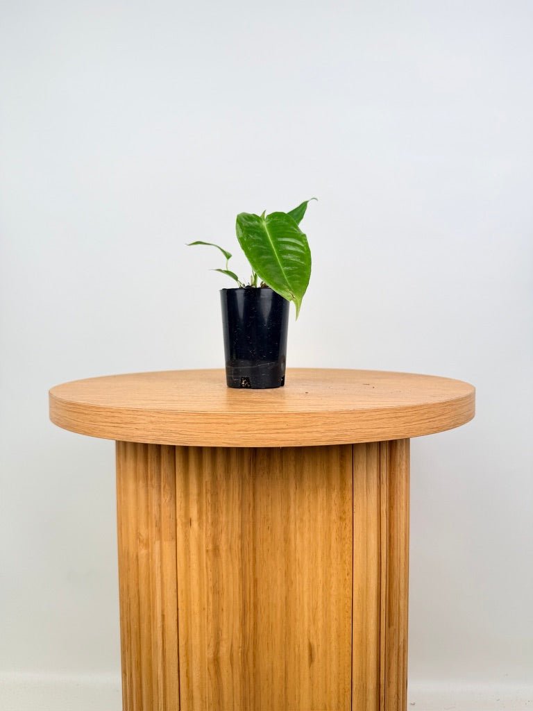 Anthurium Veitchii | Uprooted