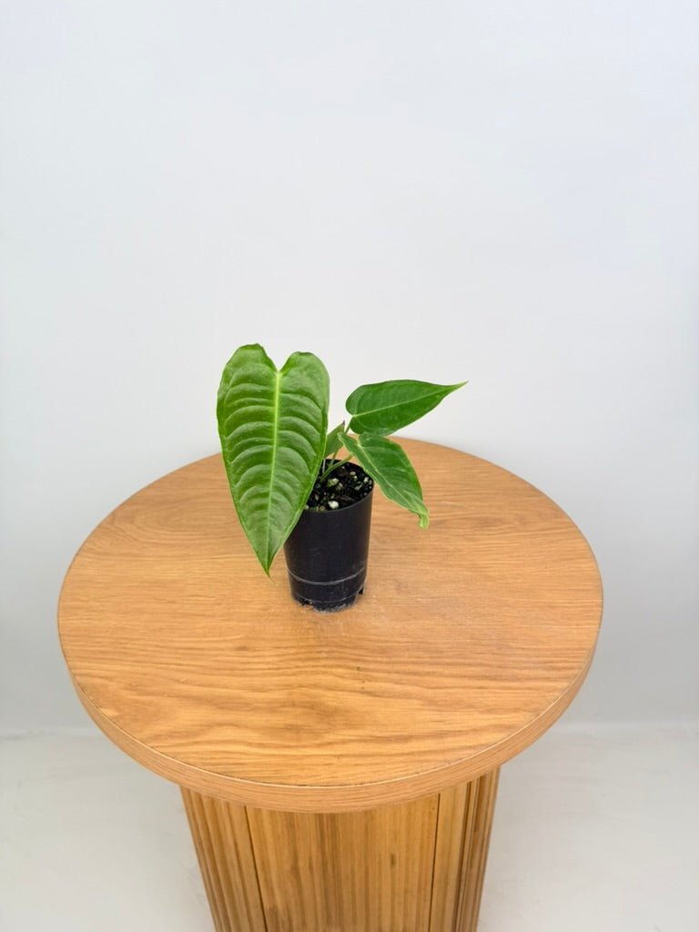 Anthurium Veitchii | Uprooted
