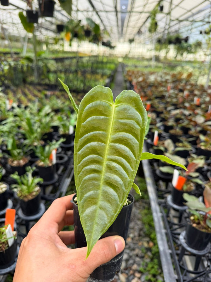 Anthurium Veitchii | Uprooted