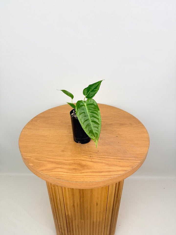 Anthurium Veitchii | Uprooted