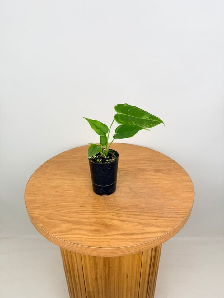 Anthurium Veitchii | Uprooted