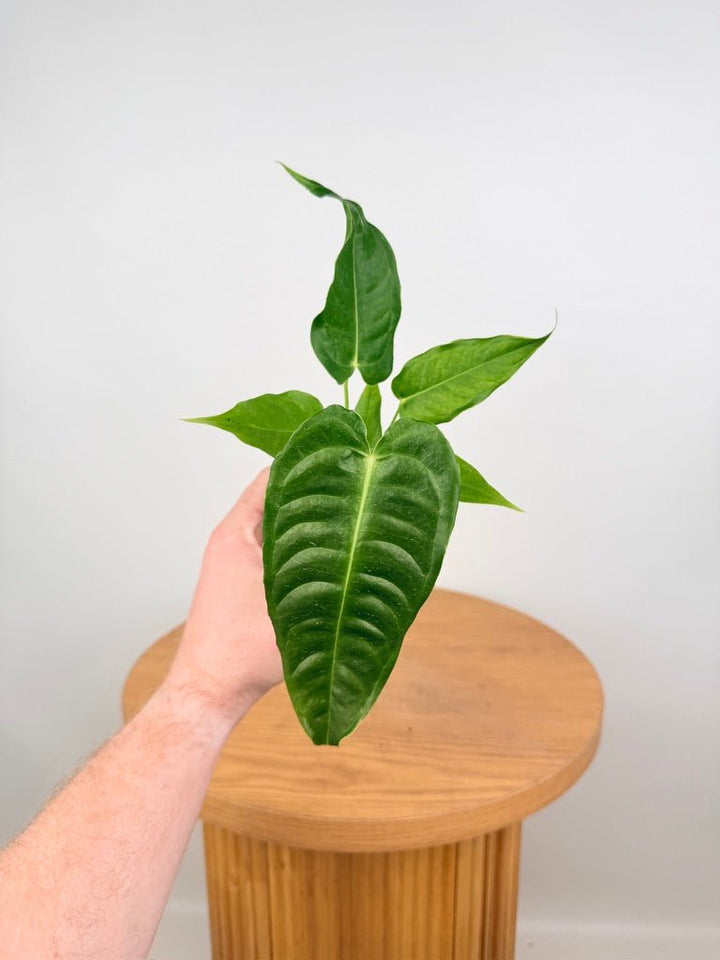 Anthurium Veitchii | Uprooted
