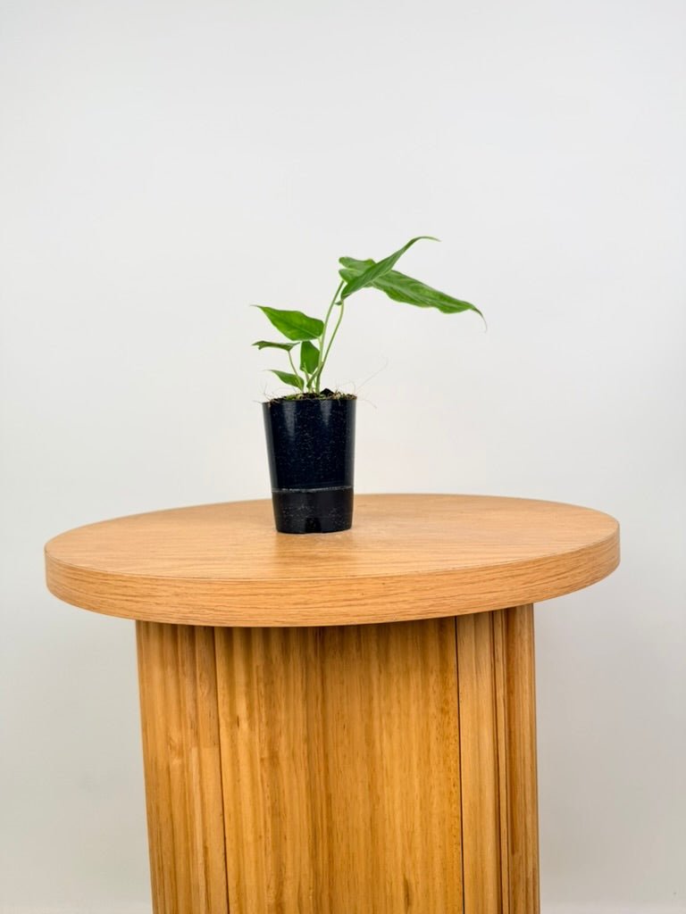 Anthurium Veitchii | Uprooted