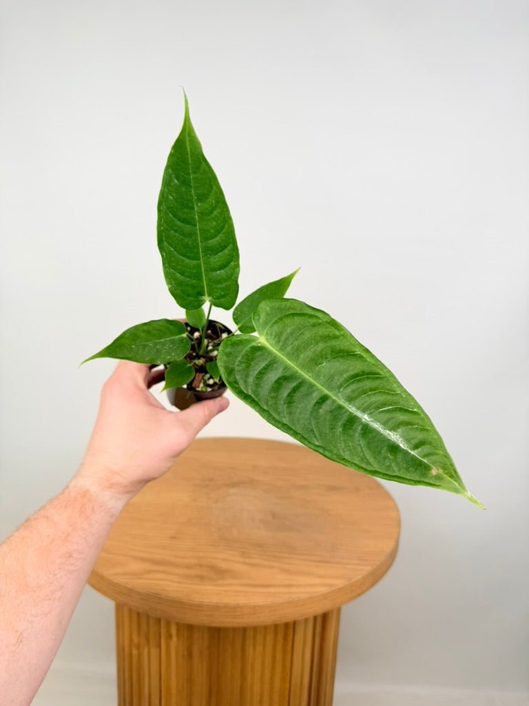 Anthurium Veitchii | Uprooted