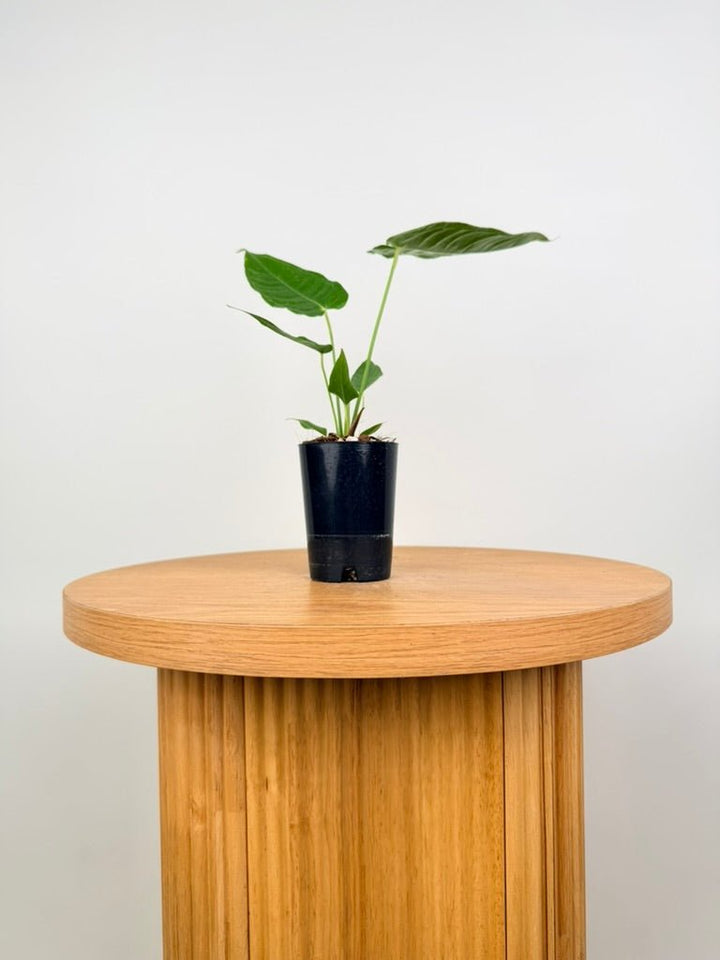 Anthurium Veitchii | Uprooted