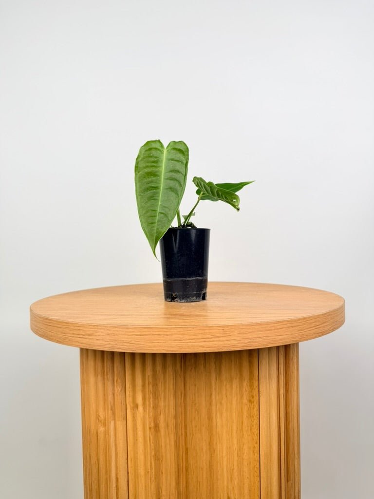 Anthurium Veitchii | Uprooted