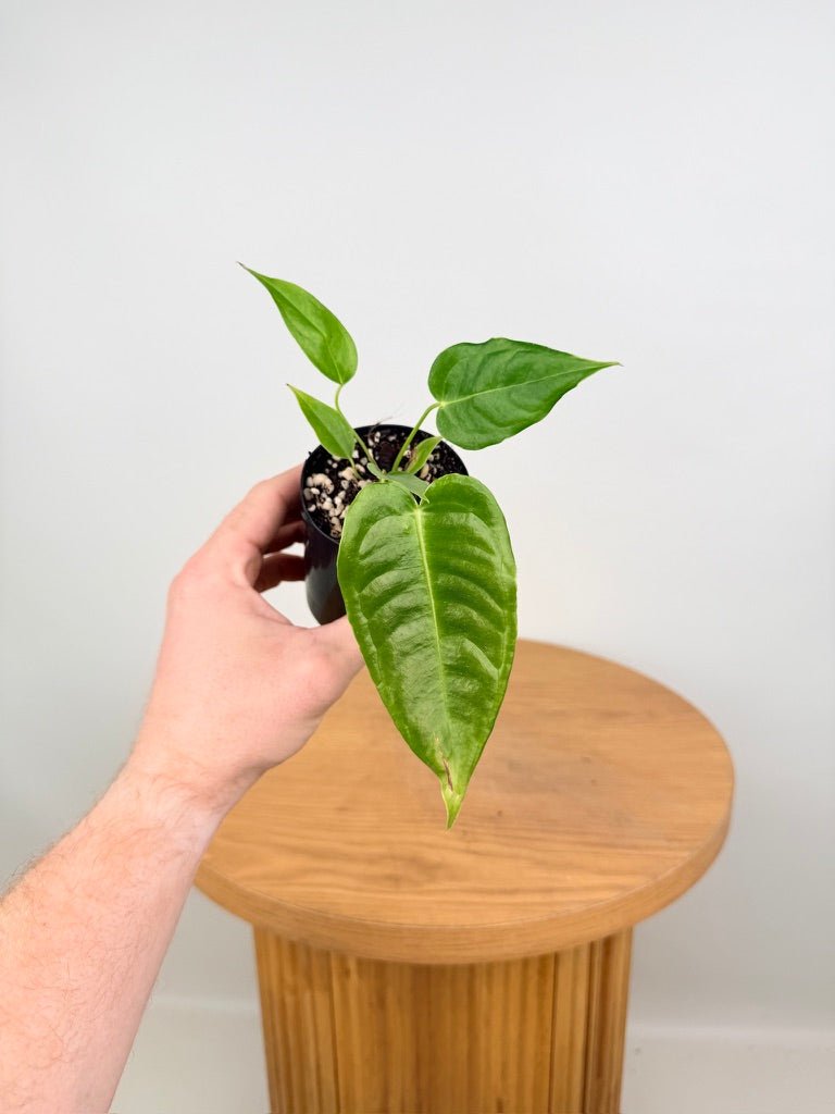 Anthurium Veitchii | Uprooted