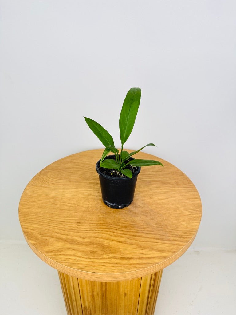 anthurium vittarifolium price Anthurium Vittarifolium | Uprooted