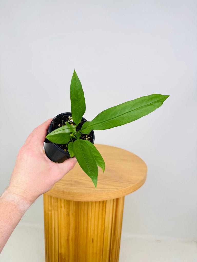 anthurium for sale australia Anthurium Vittarifolium | Uprooted