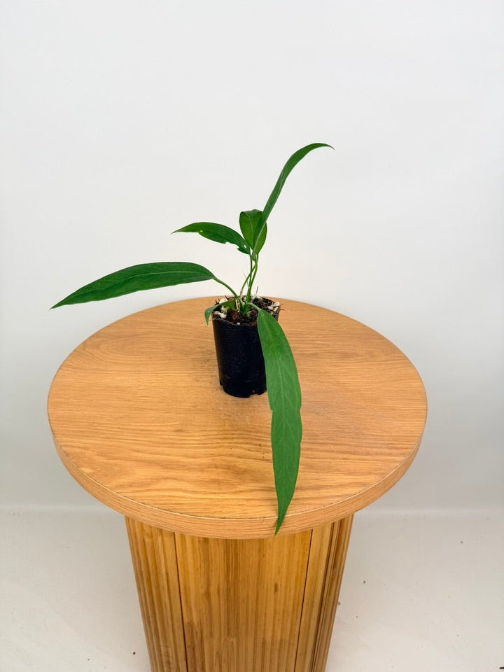 Anthurium Vittariifolium | Uprooted