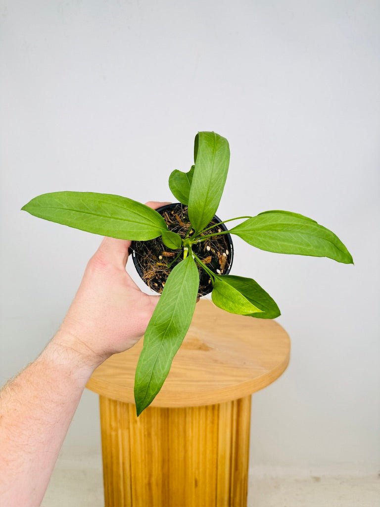 Anthurium Vittariifolium | Uprooted