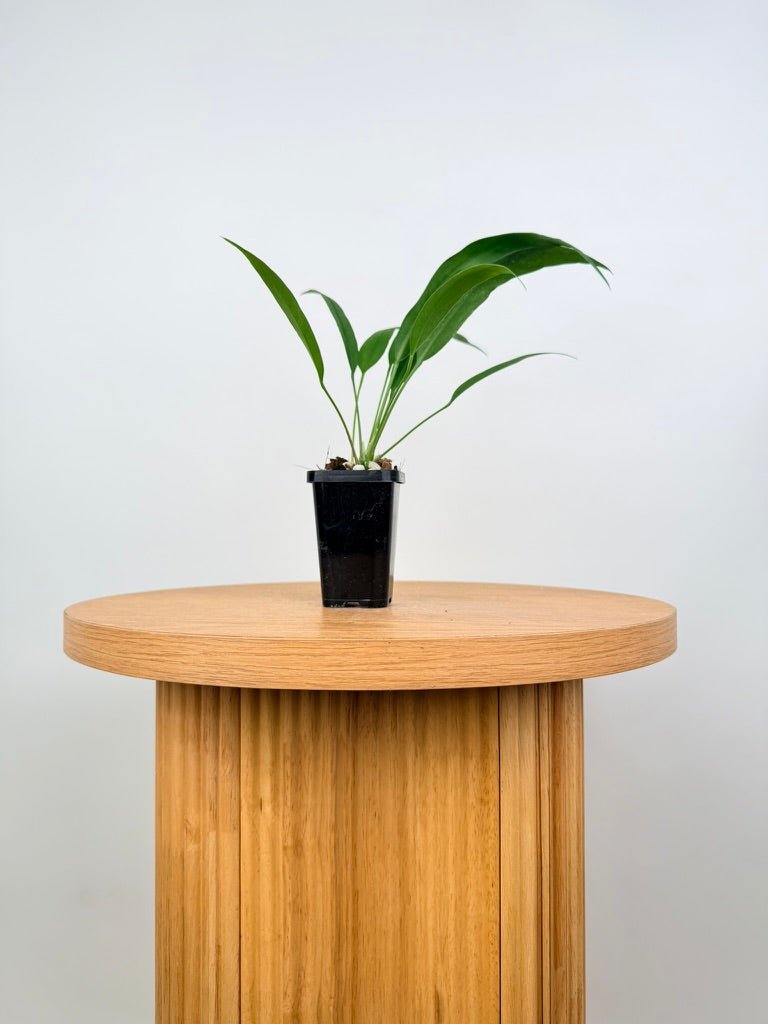 Anthurium Vittariifolium | Uprooted