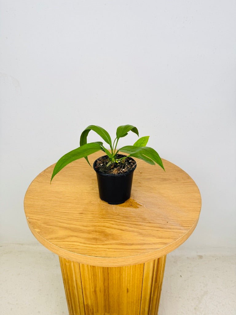 Anthurium Vittariifolium | Uprooted