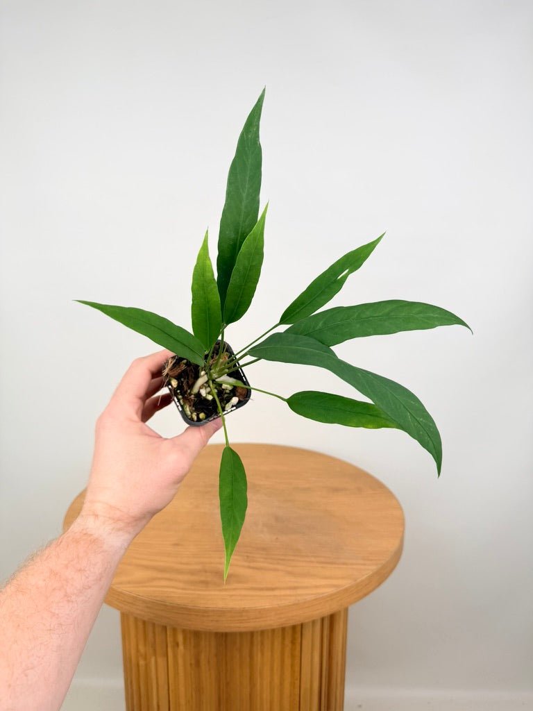 Anthurium Vittariifolium | Uprooted