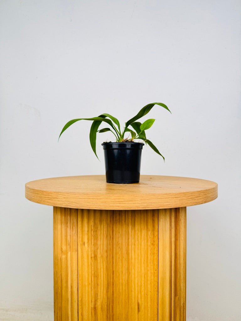 Anthurium Vittariifolium | Uprooted